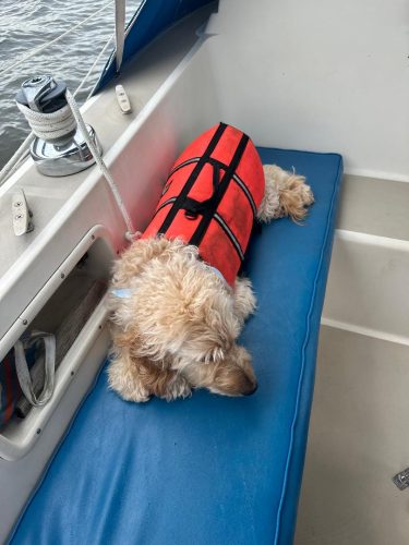 LROS-DOG-ON-SEAT (1)